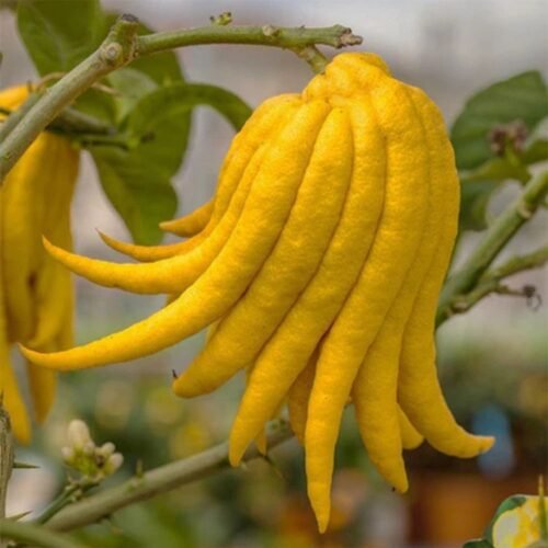 Buddhas Finger Lemon Air Layered Plant