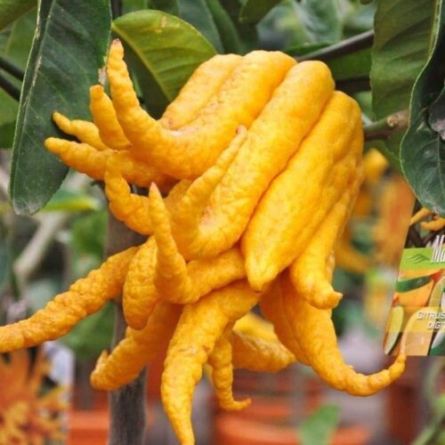 Buddha s Finger Lemon Air Layered Plant