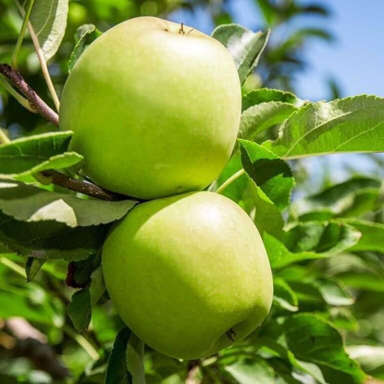 HRMN-99 Apple Tree(Grafted) Fruit Plant