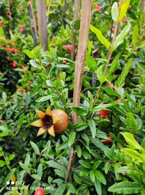 Pomegranate Bhagwa,Annar Fruit plant & Tree