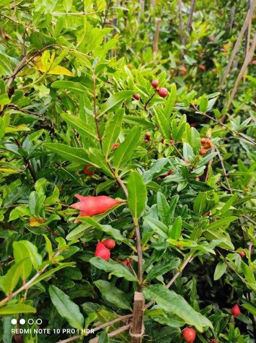 Pomegranate Bhagwa,Annar Fruit plant & Tree