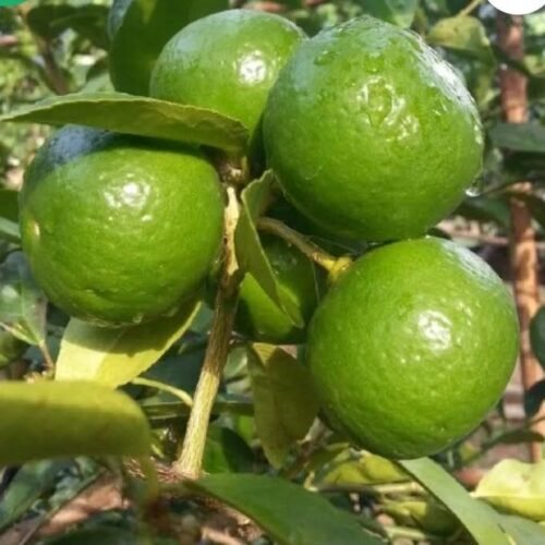 Thai Patti Lemon