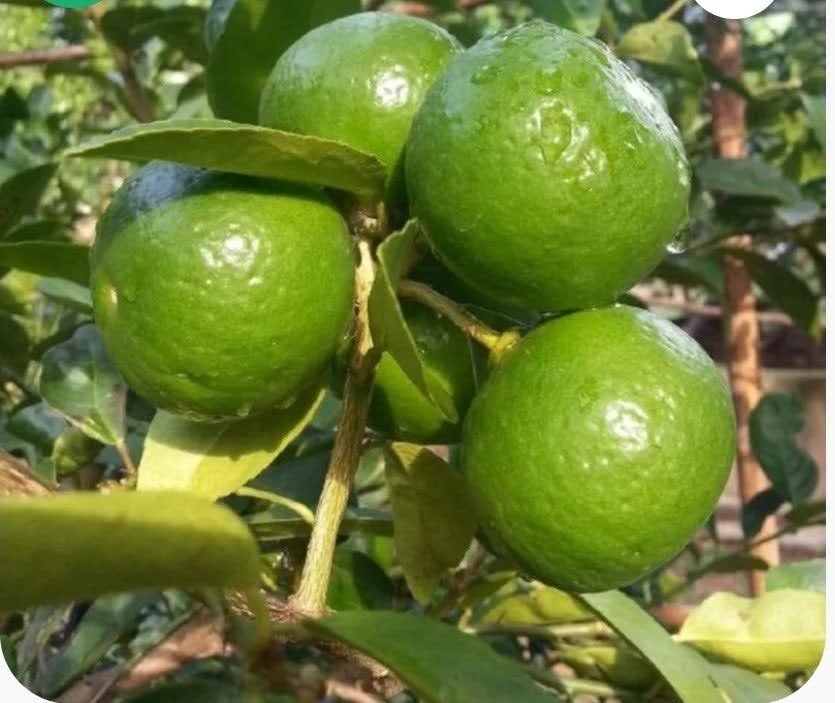 Thai Patti Lemon