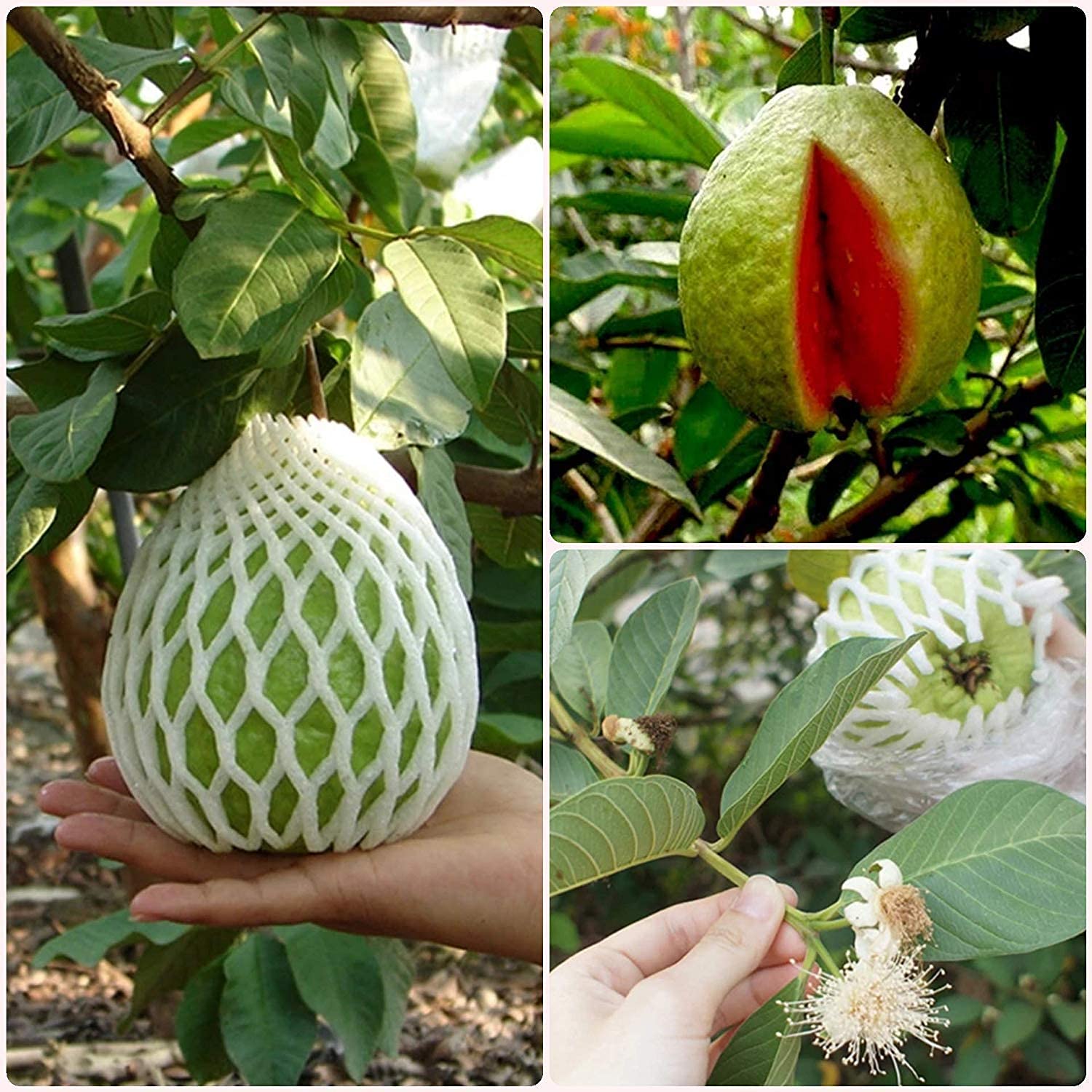 Thai Pink Guava(grafted) Fruit Plant & Tree - Organic Plant Centre