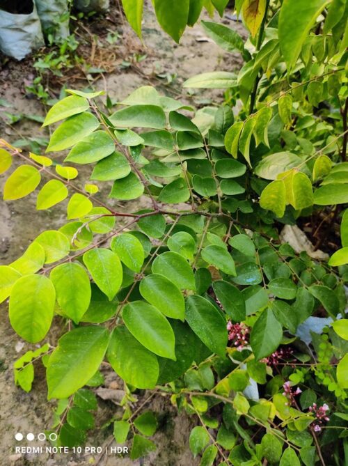 Sweet Star Fruit(Grafted) Plant & Tree