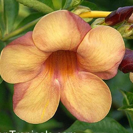 Allamanda Brown Flower