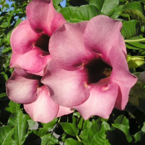 Allamanda Purpel/Violet Flower Plant