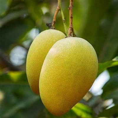 Gouromati Mango-Grafted Plant & Tree