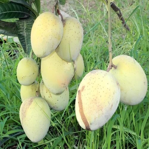 Gouromati Mango-Grafted Plant & Tree