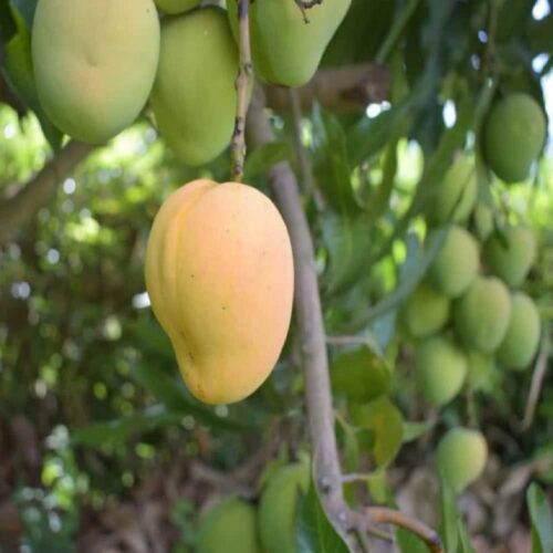 Kohitur Mango Plant