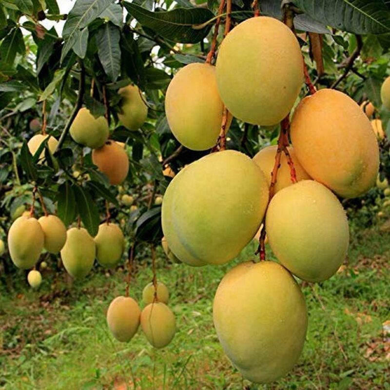 Kohitur Mango Plant