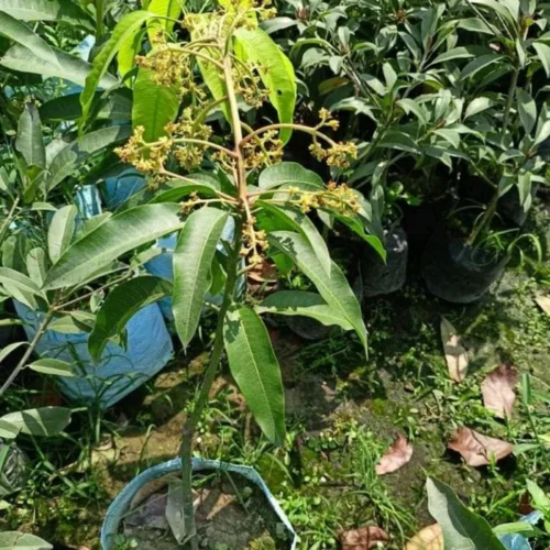 Katimon Mango Grafted Plant