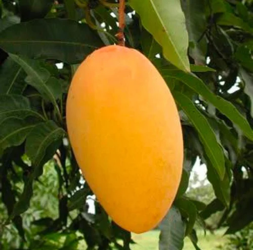 Kesar Mango ( Grafting ) Fruit Plant