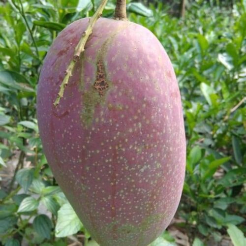 Katimon Mango Grafted