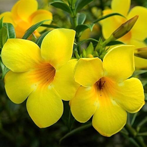 allamanda yellow plant