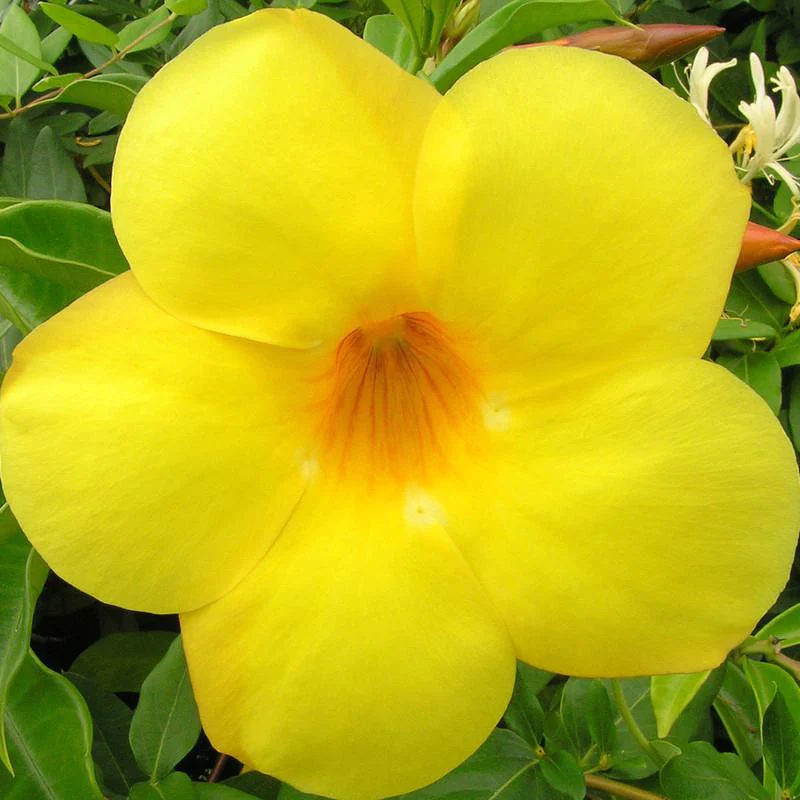 Allamanda Yellow Flower Plant