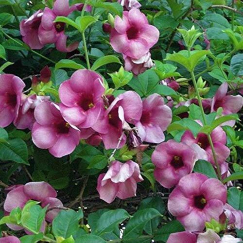 Allamanda Purpel/Violet Flower Plant