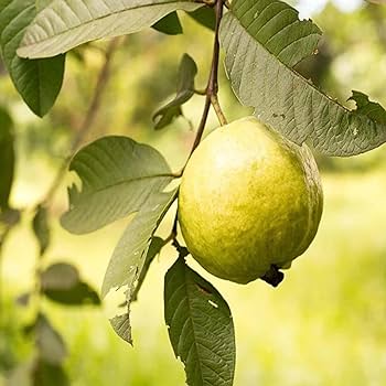 Thai Golden 8 Guava Grafted Plant - Organic Plant Centre