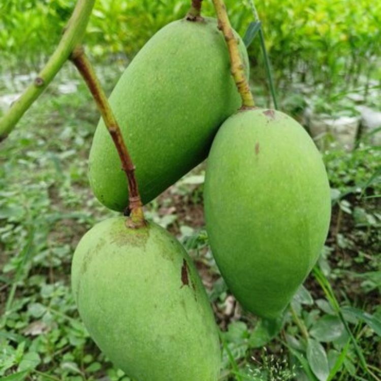 Thai All Time Mango Grafted Plant