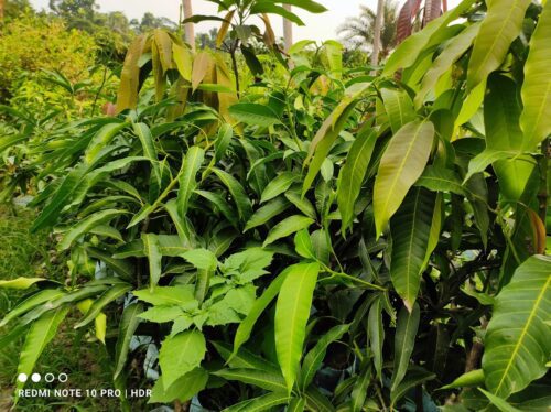 Sita Bhog Mango (Grafted) Plant