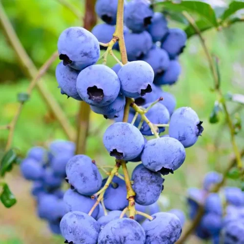 Hybrid Blueberry Fruit Plant