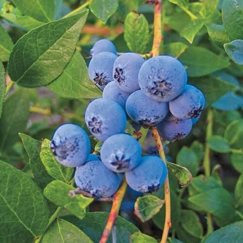 Hybrid Blueberry Fruit Plant