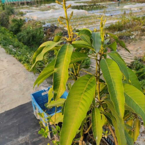 Thai Dwarf All Time(Sour) Grafted Mango Plant