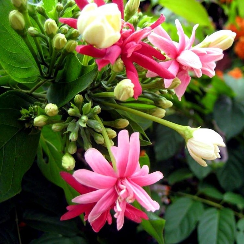 Madhumalti ( Rangoon Creeper) Double Petal Flower Plant