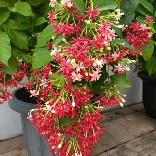 Madhumalti ( Rangoon) Singale Petal Flower Plant