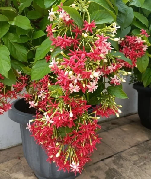 Madhumalti ( Rangoon) Singale Petal Flower Plant