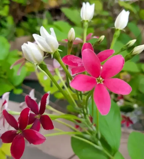 Madhumalti ( Rangoon) Singale Petal Flower Plant