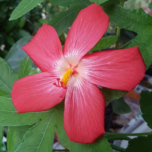 Abelmoschus Moschatus Flower Plant