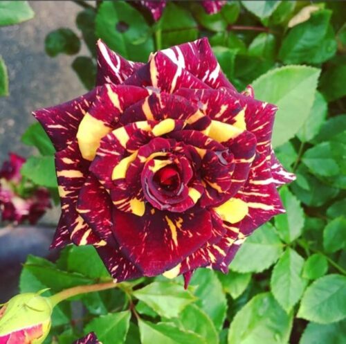 Hybrid Abracadabra Rose Plant