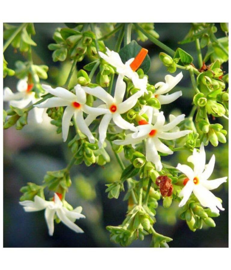 All Time Night Parijat(Harshringar) Flower Plant