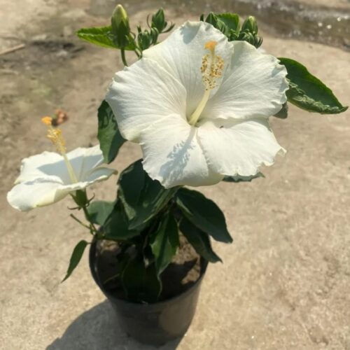 American Hibiscus (White) Flower Plant