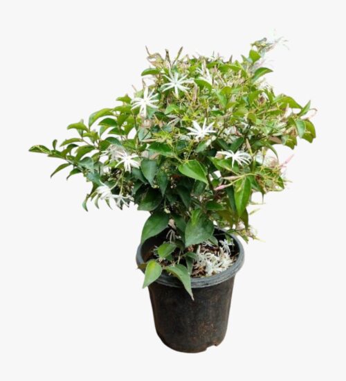 Angelwing Jasmine Flower Plant