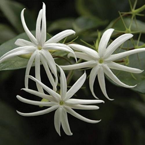 Angelwing Jasmine Flower Plant