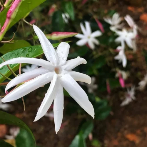 Angelwing Jasmine Flower Plant