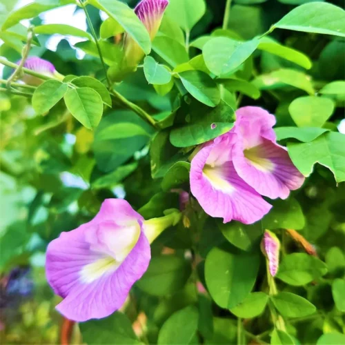 Aparajita (Light Pink) Flower Plant