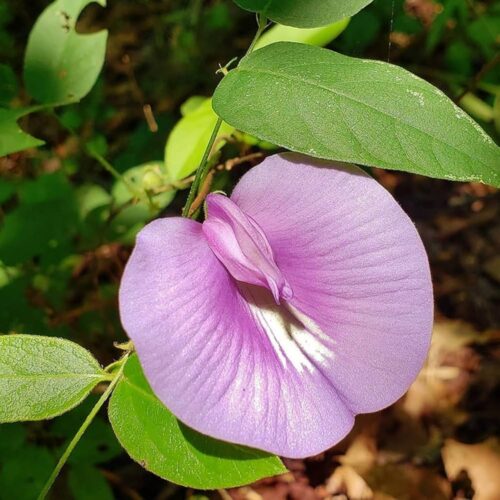 Aparajita (Light Pink) Flower Plant