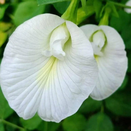 Aparajita (White) Flower Plant