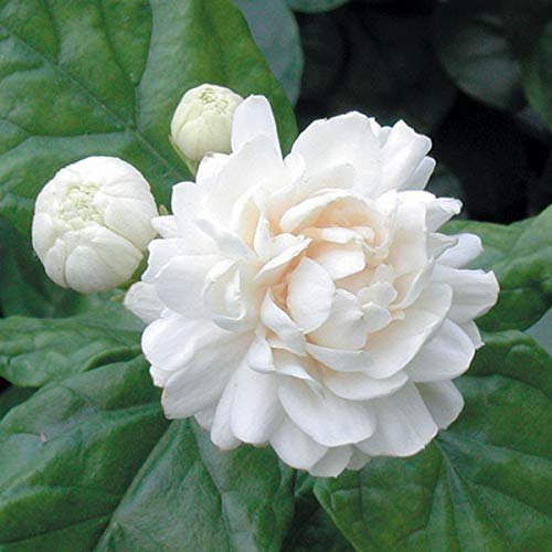 Arabian Jasmine (Beli,Mogra) Flower Plant