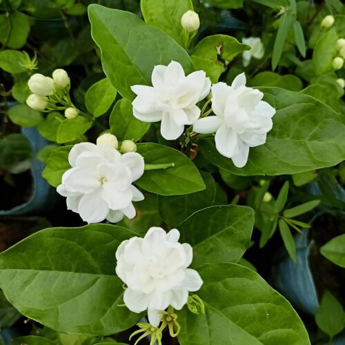 Arabian Jasmine (Beli,Mogra) Flower Plant