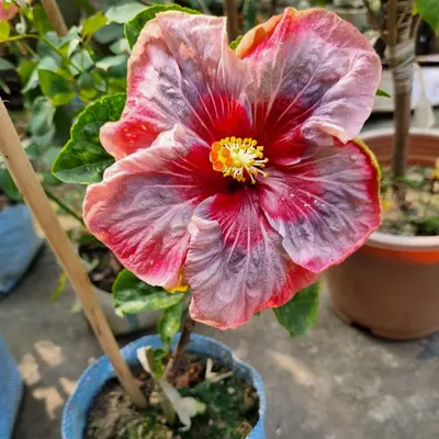 Australia Hibiscus Flower Plant