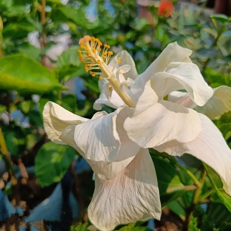 Australian Thoka Hibiscus (White) Flower Plant