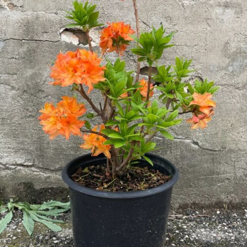 Azalea (Orange) Flower Plant