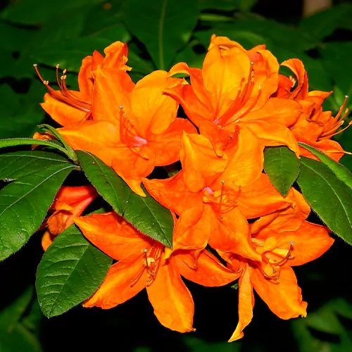 Azalea (Orange) Flower Plant