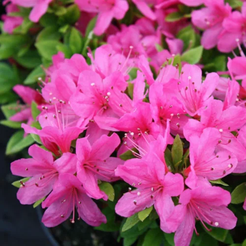 Azalea (Pink) Flower Plant