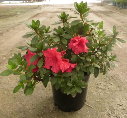 Azalea (Red) Flower Plant