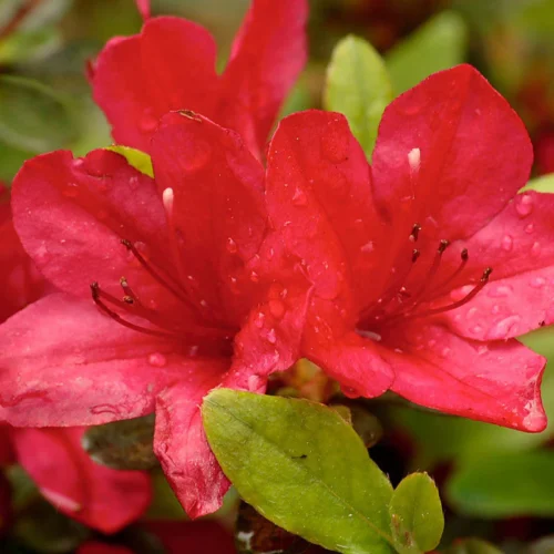 Azalea (Red) Flower Plant